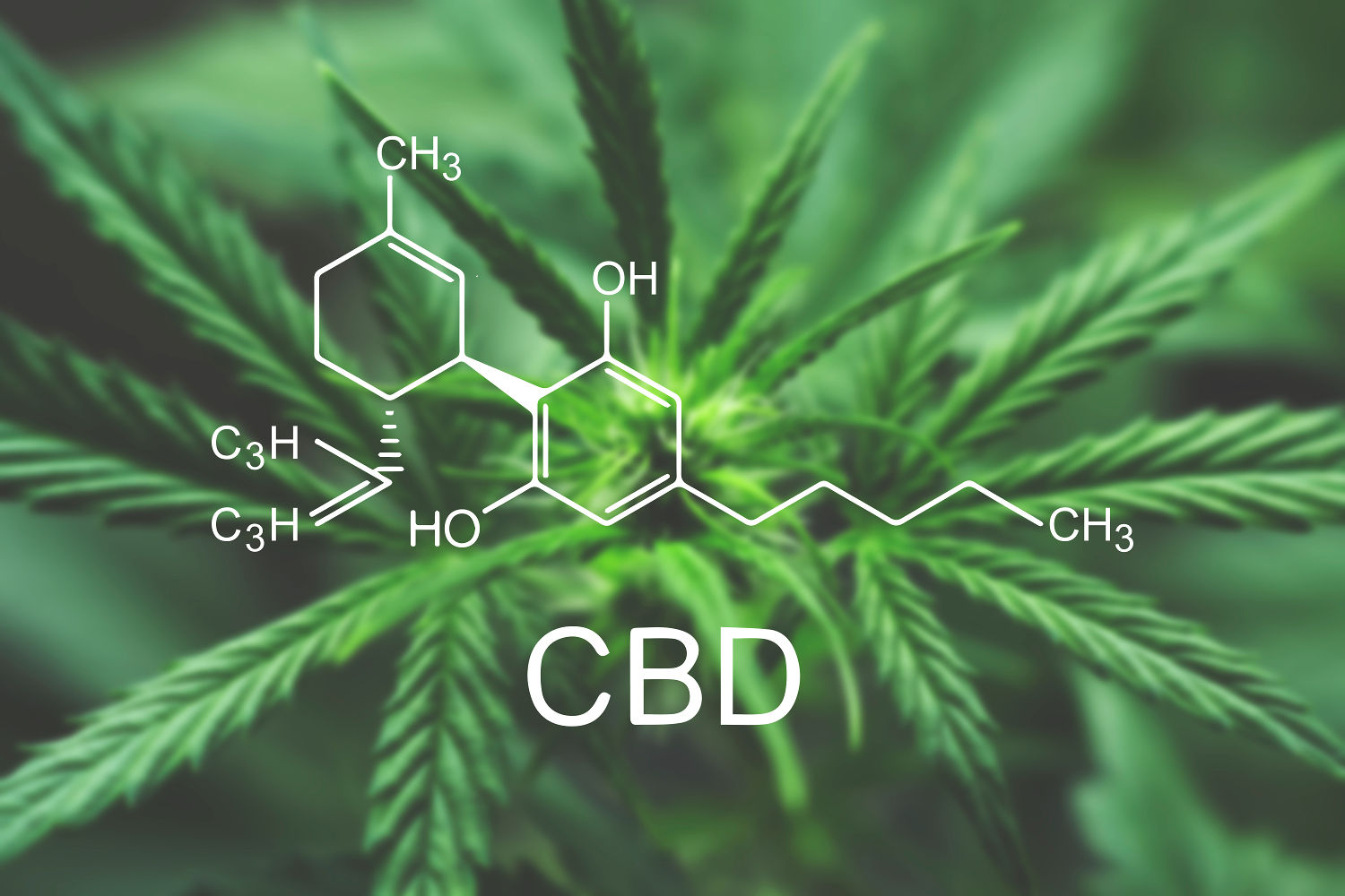 The chemical structure of CBD over a hemp plant, illustrating the application of PCS CBD drying with advanced pulse combustion systems from https://www.pulsedry.com/ to create high-quality cannabinoid powders.